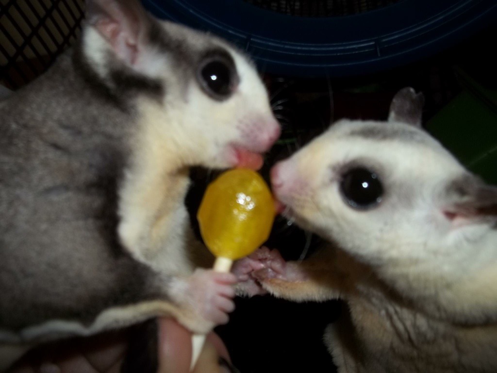 Caring For Sugar Gliders