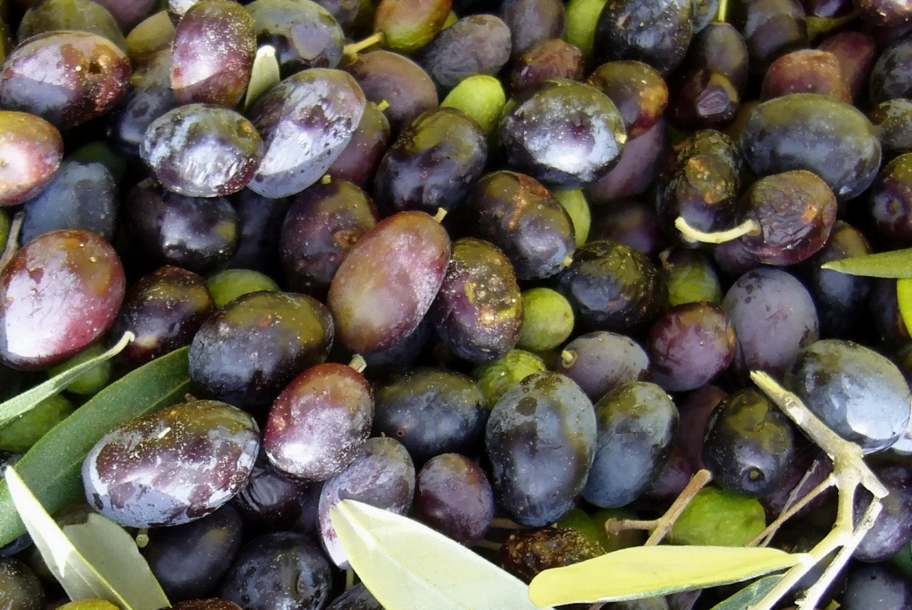 Manfaat Minyak Olive untuk Kesehatan dan Kecantikan Kulit
