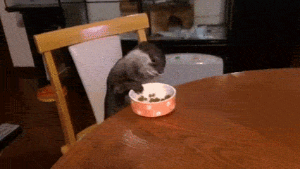 loveable-psychopath:

iraffiruse:

Otter sitting at the dinner table eating kibble out of a bowl with his stupid little hands.


it’s adorable!