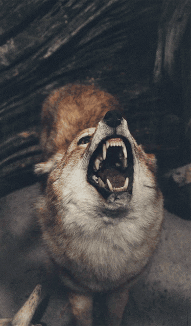 wolf gif (1) Tumblr_newnm9czng1swjcwfo1_500