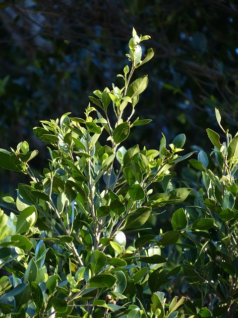 Bay laurel tree