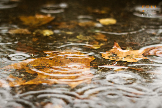 enchanting-autumn: Rainy Autumn II by Felix Schmidt Photography on Flickr. 