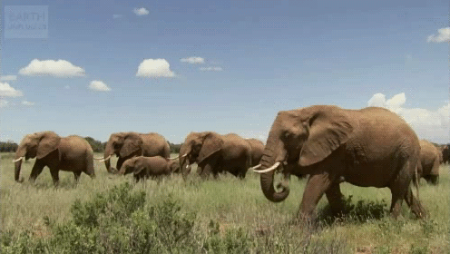 elephant wildlife gif | WiffleGif