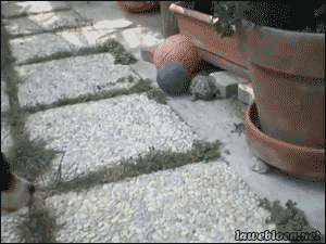 Tortoise Aggressively Plays Soccer With Dog
