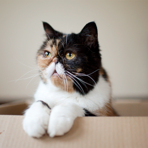 15 Classy Cats Taking the Mustache Trend to a new Level