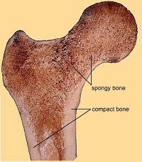 The bone identity
