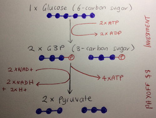 Wgu biochemistry task 2  amino acids   amazon s3