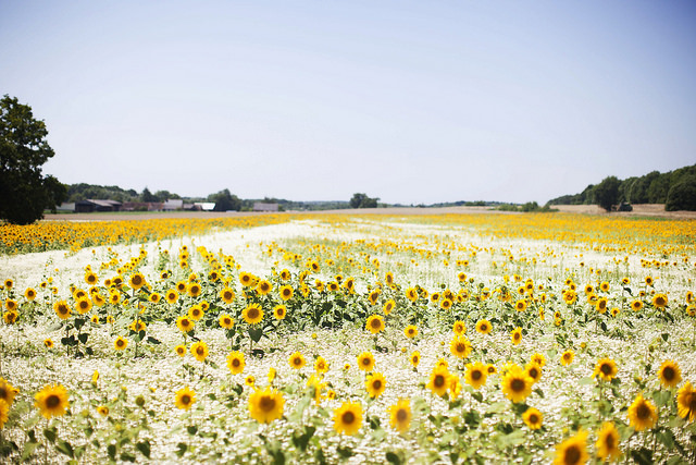 arunaea: Sunflowers in the Loire Valley by Making Magique on Flickr. 