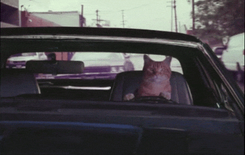 driving cat