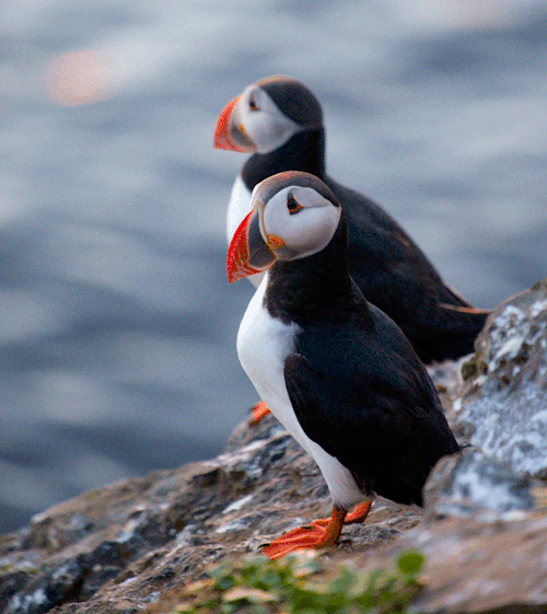 Iceland - Puffin