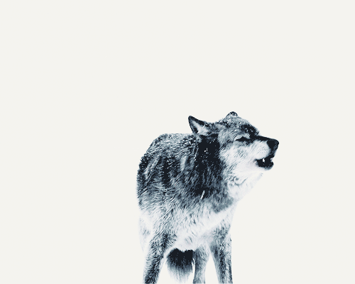 <b>wolf</b> howling <b>gif</b> | Tumblr