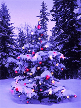 Božićna drvca - Page 3 Tumblr_mxgni8Gi701rmvs4co9_250