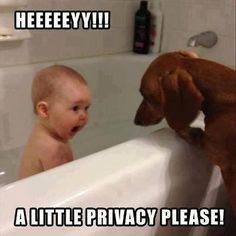 Pinterest funny animals with captions