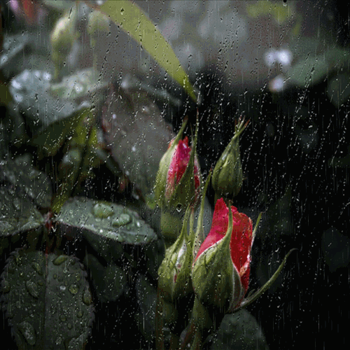 Bajo la lluvia - Página 16 Tumblr_nkav9aTKdf1s59yrco1_500