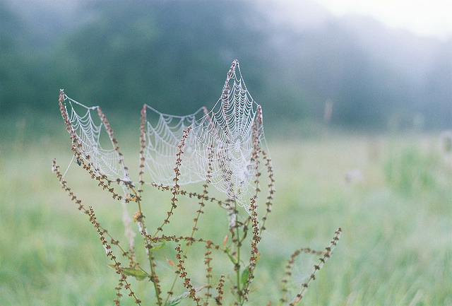 the dew sparkles like diamonds in the morning light by jeanine.stewart on Flickr.