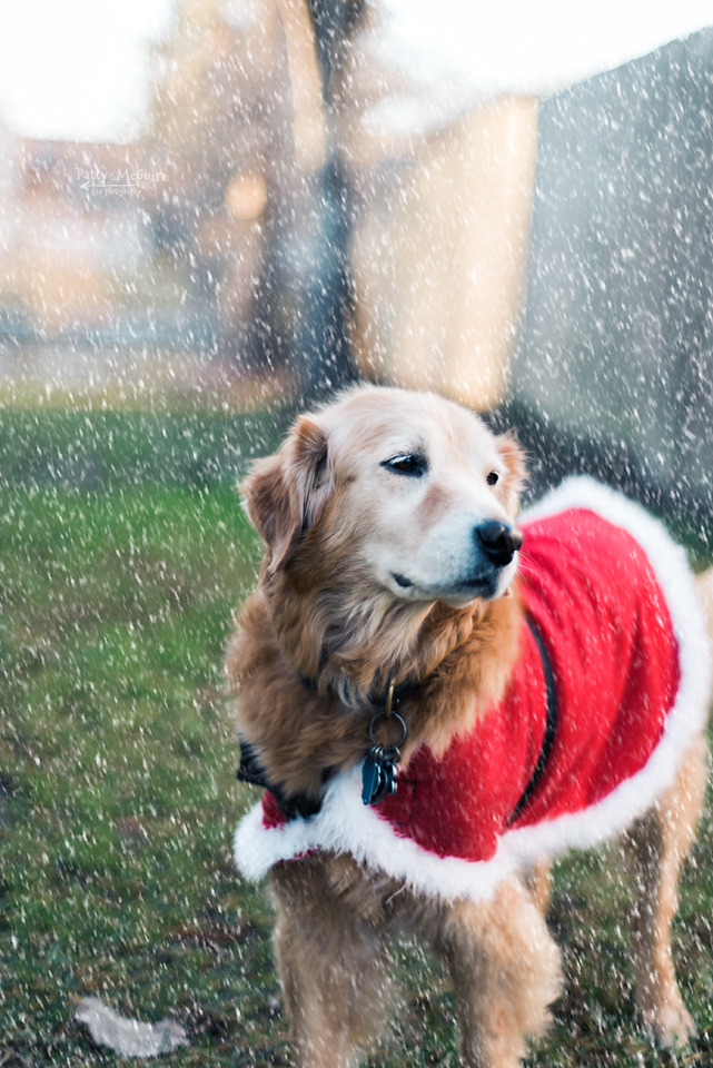 I love my Santa coat and it keeps me warm after Christmas too! | Golden ...
