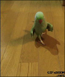 Пьяный попугай