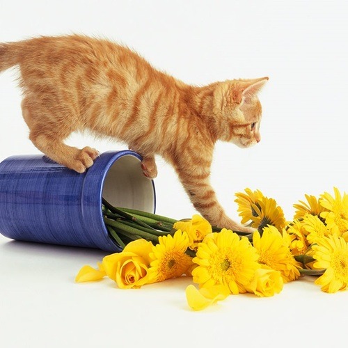 flowers safe for cats