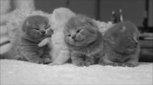 Kittens; Fawn x Thrush ♡ Tumblr_nm2j4zO6bK1uqdxlgo1_500