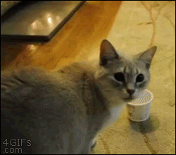 funny cat funny gif