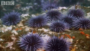 France - Sea Urchins