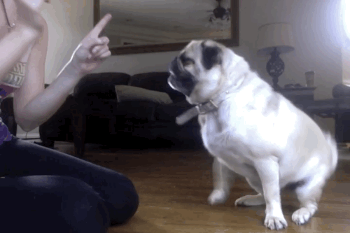 Pug dog shakes hands with owner