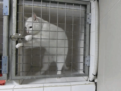 prison break cat version