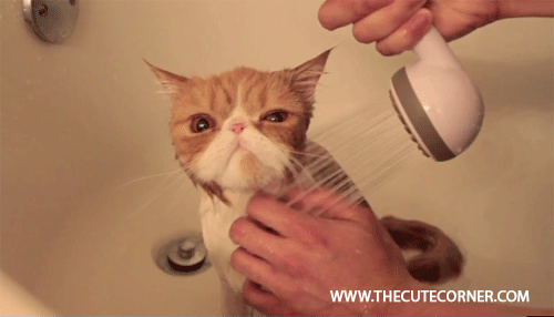 Quando tomam banho desde pequenos, os gatos se acostumam à água.