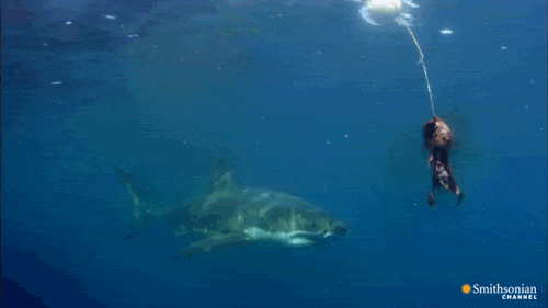 Image result for fast shark gif