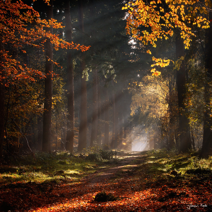 bluepueblo: Mystical Forest, The Netherlands photo by jkrab 