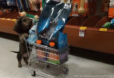 Productos para perros en Amazon México