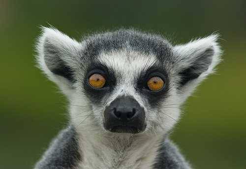 Lemurs in Madagascar Essay Sample