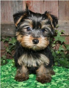 Tell me about yorkie poos