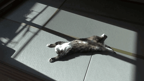 Котик лежит на солнце