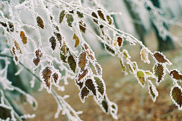 disporum: Frozen day. by Hello i’m Wild&#160;! on Flickr.