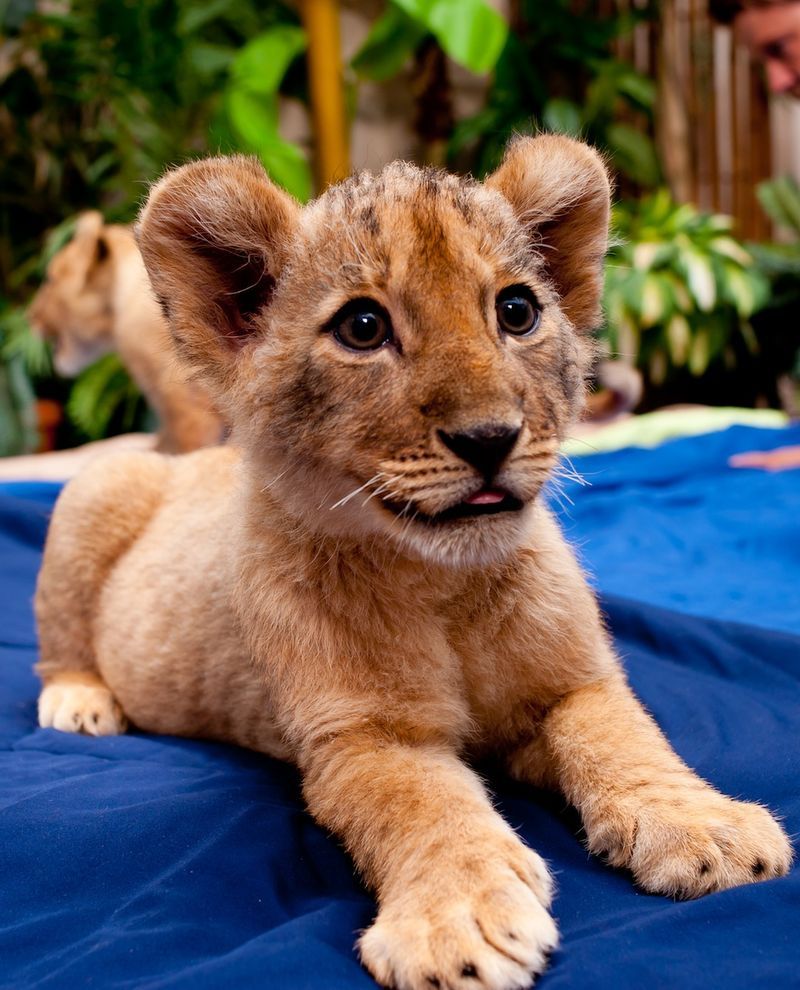 Lion Cub at Busch Gardens Tampa