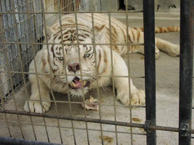 White tiger with down syndrome joker sex picture