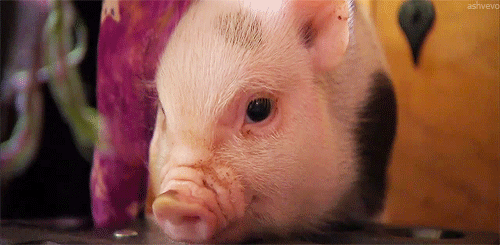 10 Pigs That Prove Pigs are Insanely Adorable