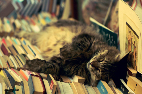 https://500px.com/photo/22770119/cat-books-by-umut-vedat