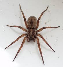 Brown recluse spider bite matures porn