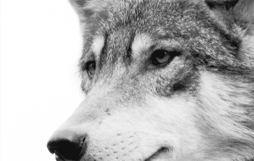 wolf gif (1) Tumblr_mnxgl7tg9d1s9vpv7o1_500