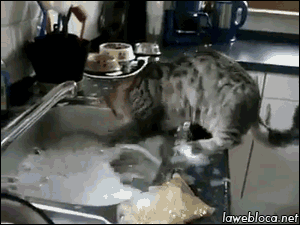 Cat Helps Washing The Dishes