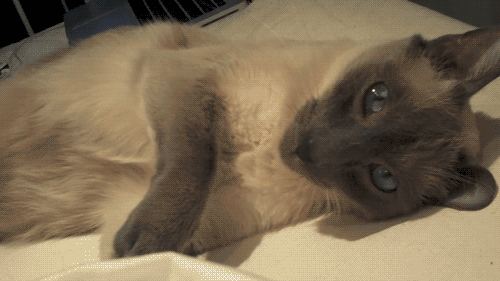 Persuasive Reasons Why You Should Own a Siamese Cat 1