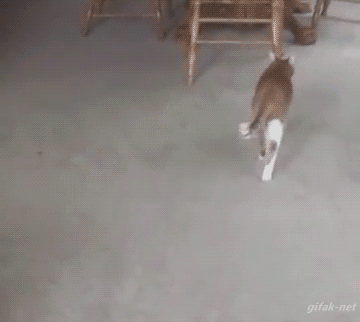 video: Chubby Cat Gets Knocked Down by Tiny Dog