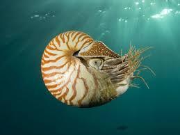 Nautilus shell sink