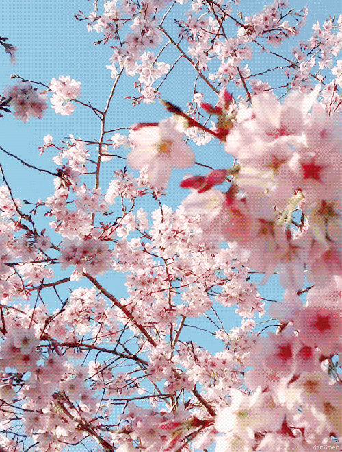 sakura tree branches Tumblr