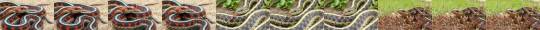 waterbody: musky trinity Thamnophis sirtalis infernalis, Thamnophis atratus, Thamnophis elegans terrestris  3 different garter snakes from the same location  Marin County CA, July 2015 / ZS40 / 
