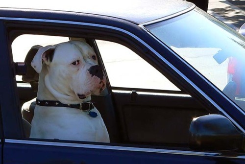 Funny dogs driving cars