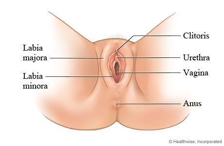 Vagina diagram