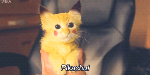 gif cat pikachu pokemon animals cute fofo animais cut yellow gato ...